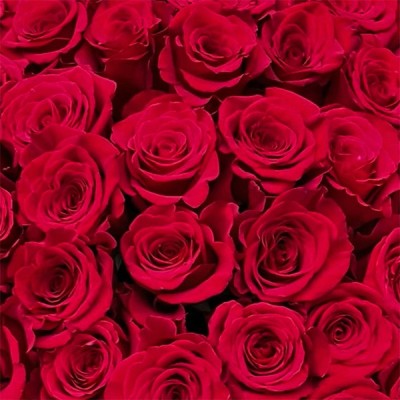 Buchet 101 Trandafiri Rosii 70cm | Fleurange.ro